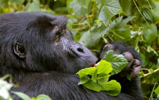 Classic Africa Safaris_gorilla