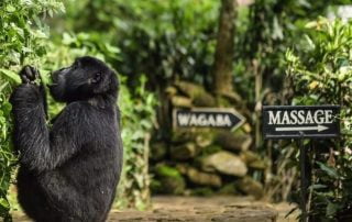 Gorillas at Lodge Bwindi Lodge