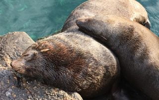 Sea lions in Kalk Bay South Africa