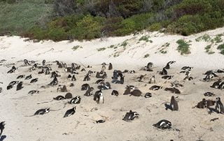 Penguins nesting Boulders Beach South Africa