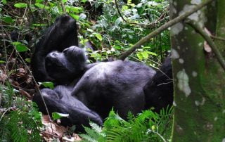 Gorilla in Bwindi Uganda with Classic Africa Safaris