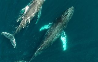 Baja Whales Sea of Cortez Todos Santos Eco Adventures