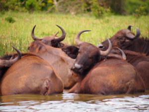 Classic Africa Safaris Cape buffalo Kazinga Channel Uganda Gretchen Healey