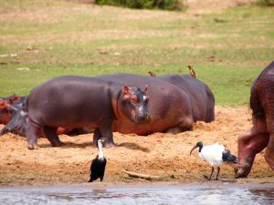 Classic Africa Safaris baby hippo Kazinga Channel Uganda Gretchen Healey