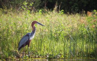 Classic Africa Safaris bird life at Murchison Falls Uganda Gretchen Healey