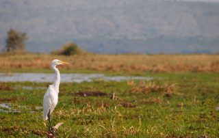 Classic Africa Safaris bird on the Nile Murchison Falls Uganda Gretchen Healey