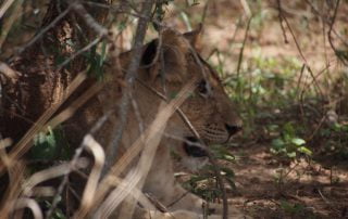 Classic Africa Safaris lion at Murchison Falls Uganda Gretchen Healey