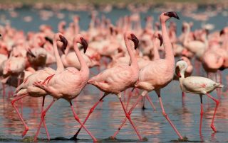 Flamingos in Lake Nakuru with Albatros East Africa