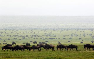 Wildebeest migration with Albatros East Africa