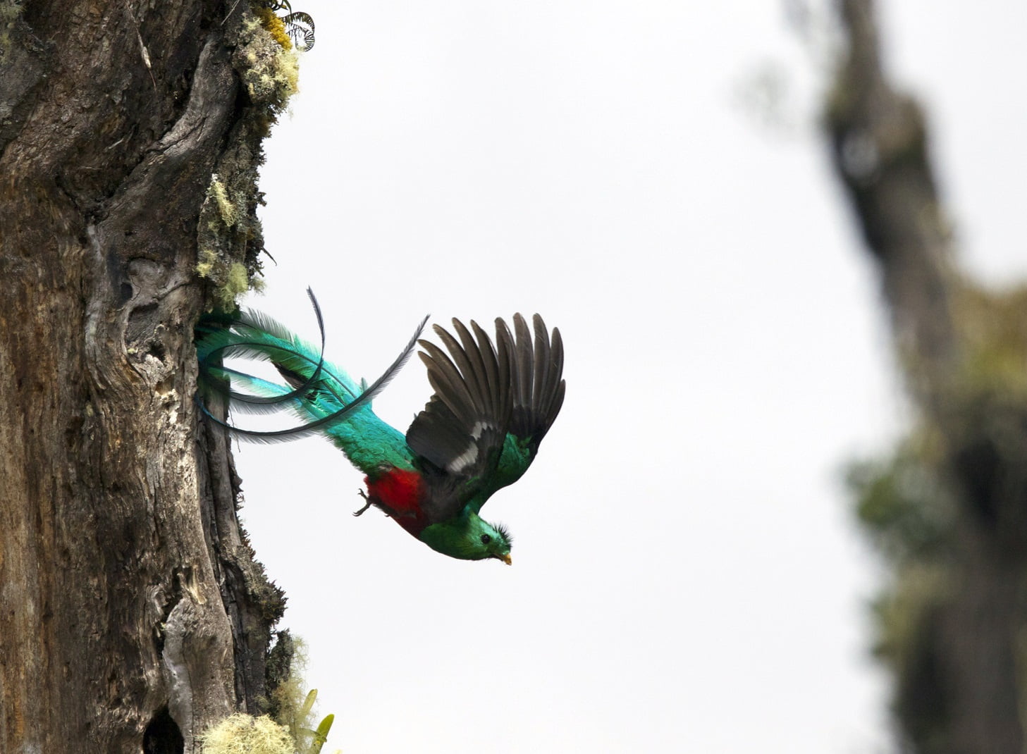 Costa Rica Sun Tours_Quetzal by Marco Fallas