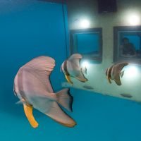 Manta Resort Underwater Room