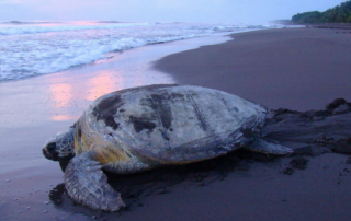 Sea turtle with Costa Rica Sun Tours