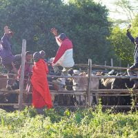 Tending the Mara cattle at House in the Wild Albatros East Africa
