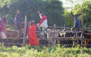 Tending the Mara cattle at House in the Wild Albatros East Africa