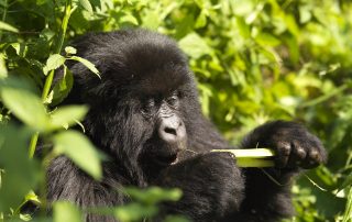 Now there are more gorilla families available for trekking in Uganda with Classic Africa Safaris