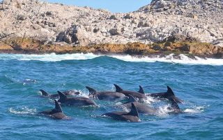 Dolphins in the Eastern Cape