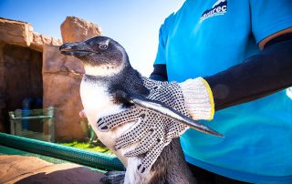 Penguin rescue in Port Elizabeth