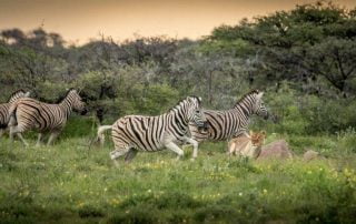 Every season in Namibia has something to offer