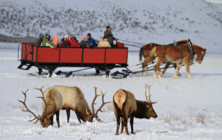 Winter-jackson-elk-refuge-gather-away-featured-image