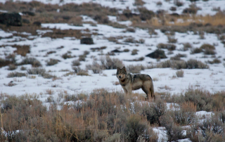 Winter-yellowstone-wolves-gather-away-featured-image
