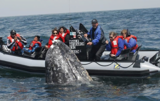 whale-watching-depoe-bay-oregon-first-nature-featured-image