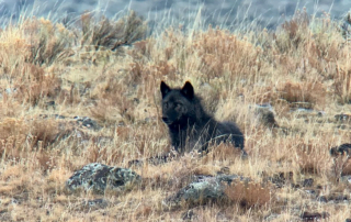 Wolf-yellowstone-gather-away