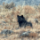 Return to Travel – Yellowstone: An American Safari in the Northern Range