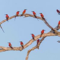 classiczambia-birding
