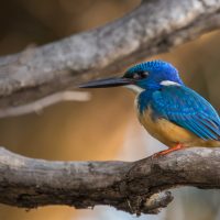 classiczambia-birding
