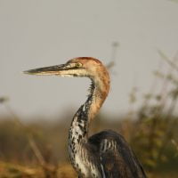 classiczambia-birding
