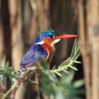 classiczambia-birding