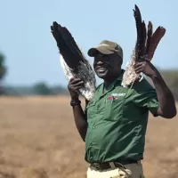 classiczambia-gilbert