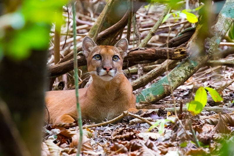 Puma photo by Alex Arias - Costa Rica Sun Tours