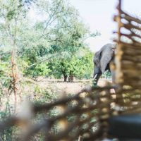 classiczambia-Lowerzambezi-Chula-elephant