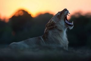 classiczambia-activities-gamedrive