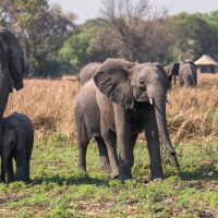 classiczambia-kafue-musekese-exterior