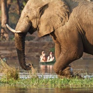 classiczambia-elephant