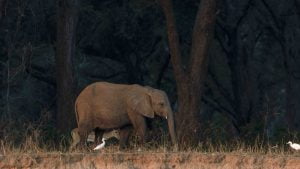 Classic Zambia - Lower Zambezi - Kutali - Canoe - Elephant