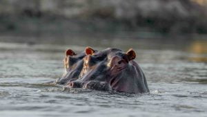 Classic Zambia - Lower Zambezi - Kutali - Canoe - Hippo