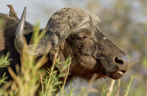 Classic Zambia - Lower Zambezi - Fam - Trip Report - Buffalo