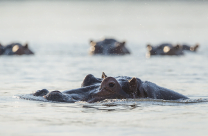 Classic Zambia - Lower Zambezi - Fam - Trip Report - Hippo