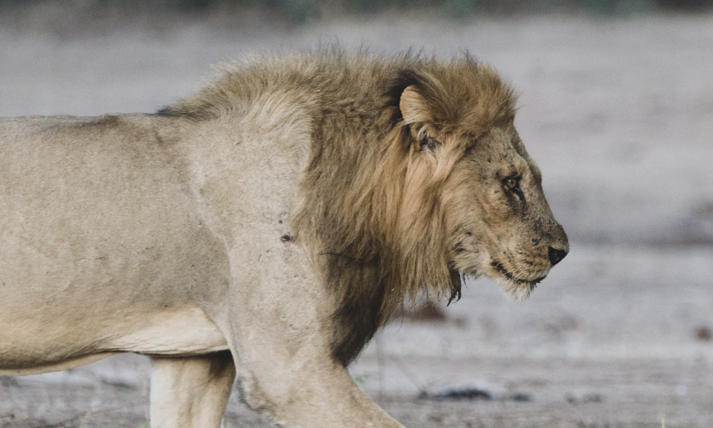 Classic Zambia - Lower Zambezi - Fam - Trip Report - Lion