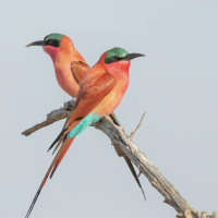 Classic Zambia - Lower Zambezi - Fam - Trip Report - Carmine BeeEater