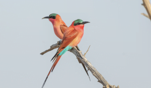 Classic Zambia - Lower Zambezi - Fam - Trip Report - Carmine BeeEater