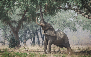 Classic Zambia - Lower Zambezi - Kutali - Canoe - Walking Safari - Elephant