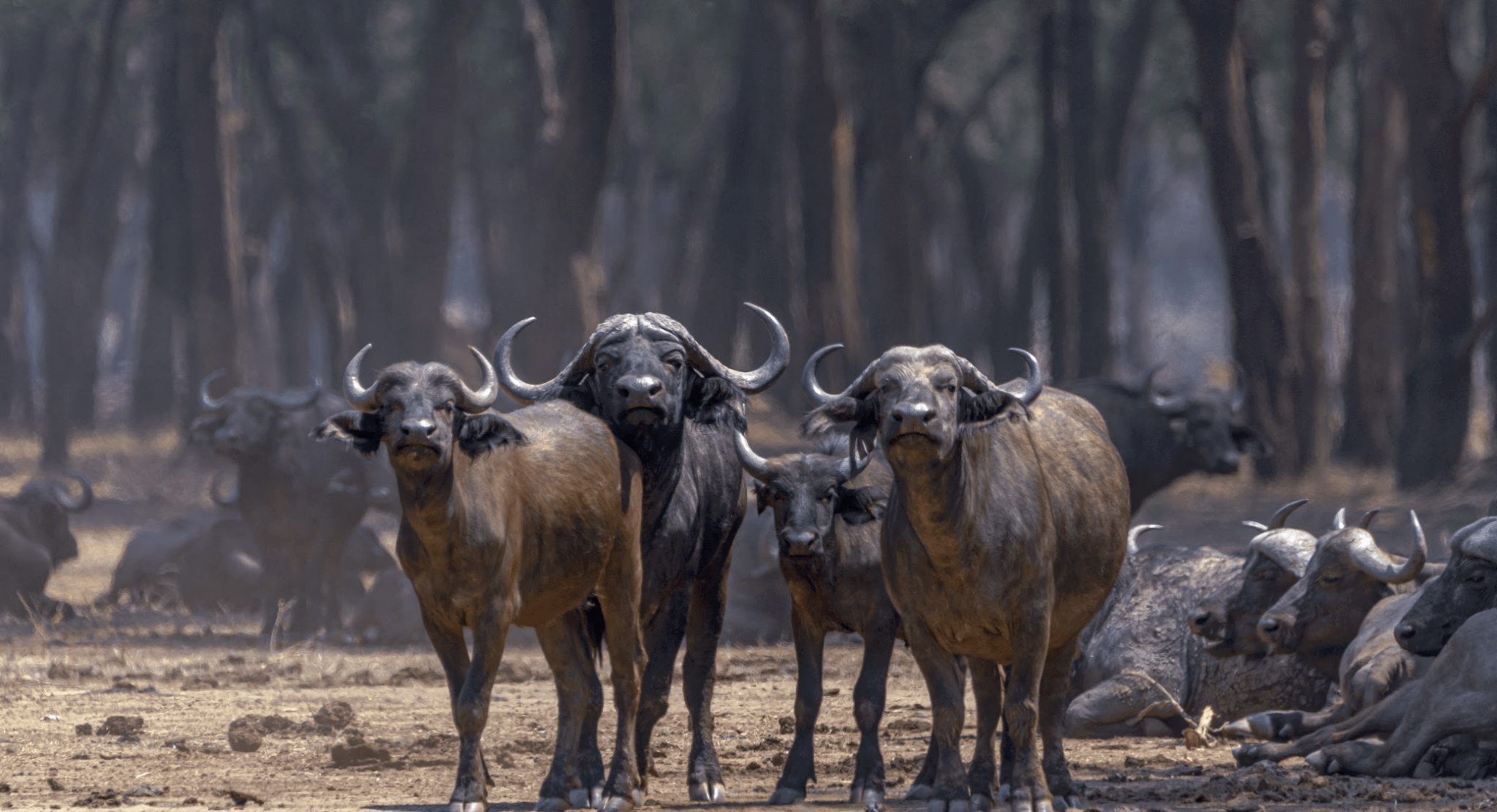 Classic Zambia - Lower Zambezi - Chula Camp - BUffalo