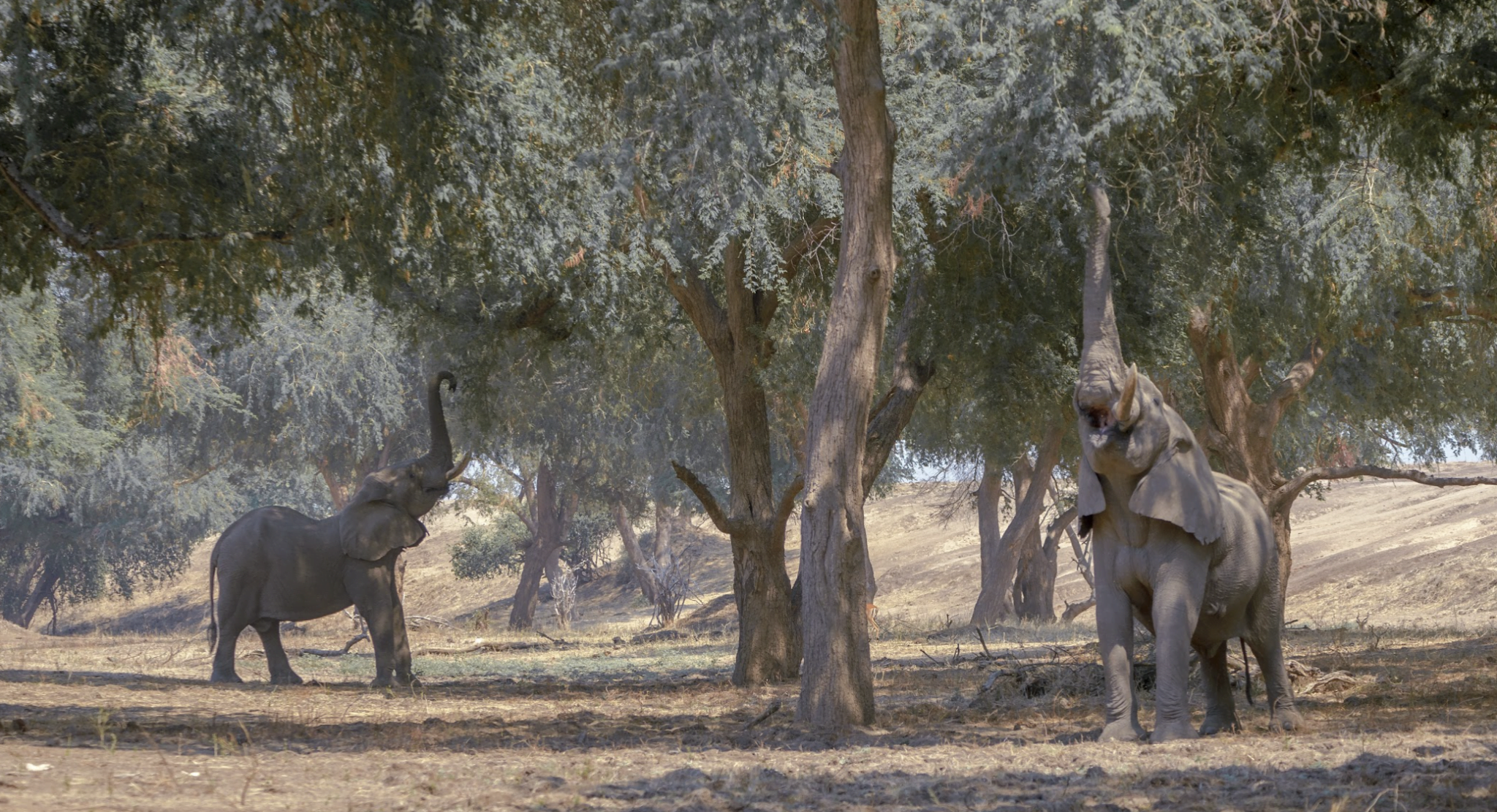 Classic Zambia - Lower Zambezi - Chula Camp - Elephant