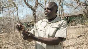 Classic Zambia - Kafue - Musekese - Musekese Conservation - Snare
