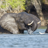 Classic Zambia - Kafue - Musekse - Kafue River