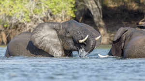 Classic Zambia - Kafue - Musekse - Kafue River